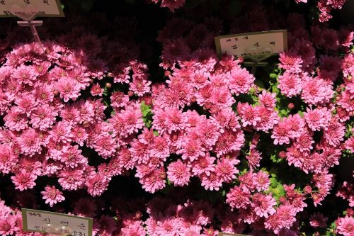 chrysanthemum korea pink flower