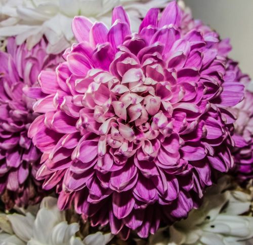 chrysanthemum flower blossom