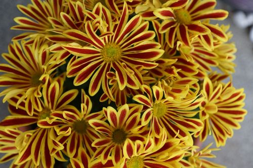 chrysanthemum flower yellow