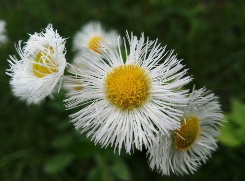 chrysanthemum flower plant