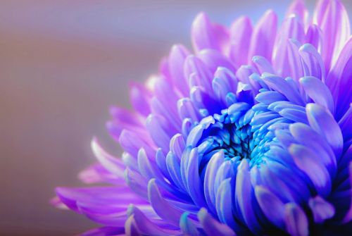 chrysanthemum blossom bloom