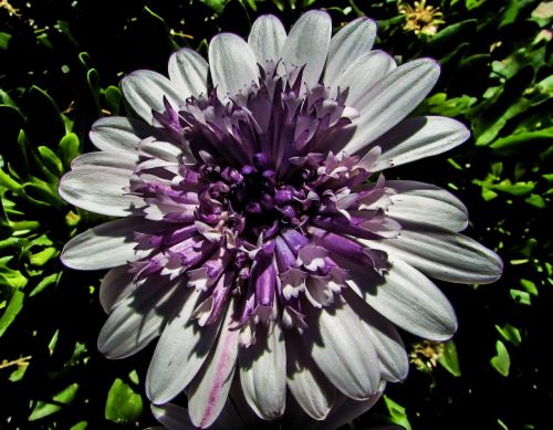 chrysanthemum flower floral