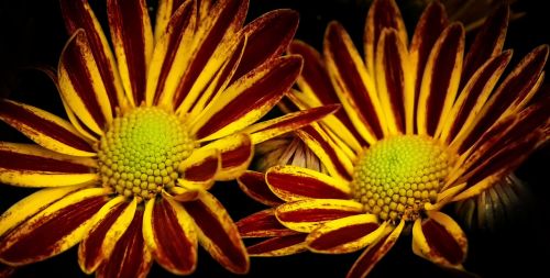 chrysanthemum double twins