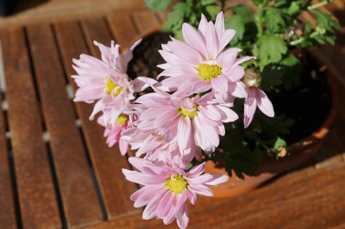 chrysanthemum flower pink