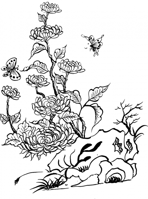 chrysanthemum scallops rock