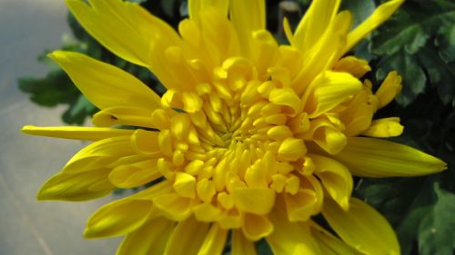 chrysanthemum flower green leaf