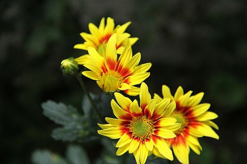 chrysanthemum floral plants