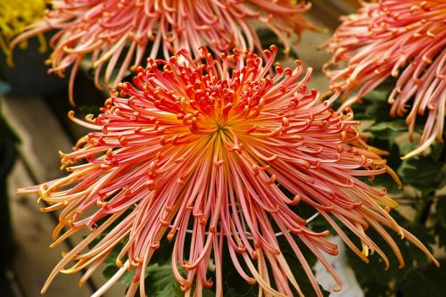 chrysanthemum flowers plant