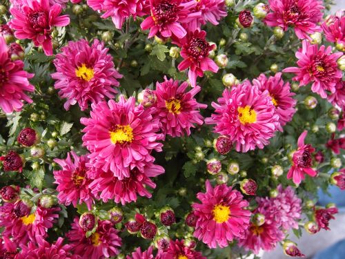 chrysanthemum flowers pink