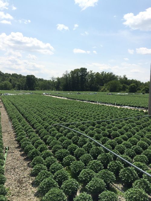 chrysanthemum greenhouse grower