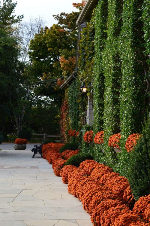 chrysanthemum flower mums