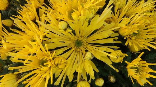 chrysanthemum fóliovník needle