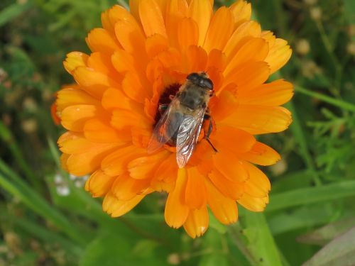 chrysanthemum orange bee
