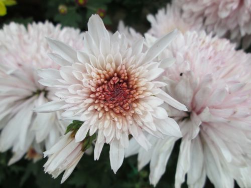 chrysanthemum plant park