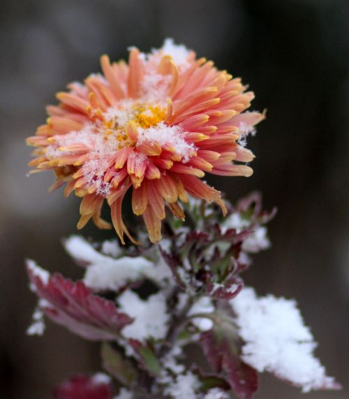 chrysanthemum flower red