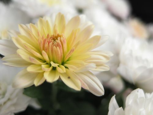 chrysanthemum flower asteraceae