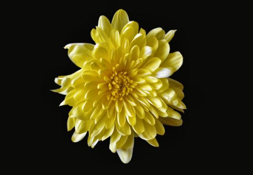 chrysanthemum yellow flower