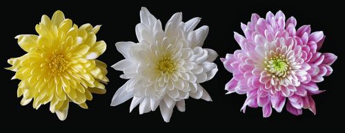 chrysanthemum mixed flower
