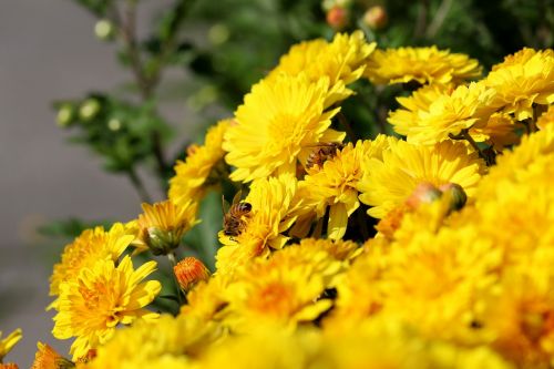 chrysanthemum flowers bee