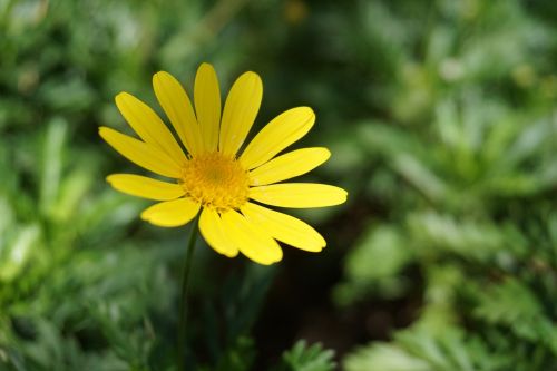 chrysanthemum flowers and plants yellow flower