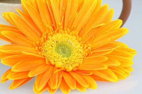 chrysanthemum flower orange