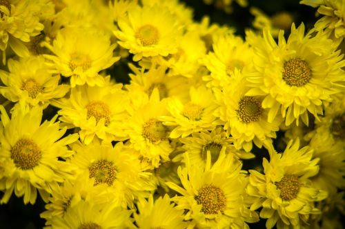 chrysanthemum yellow flowers