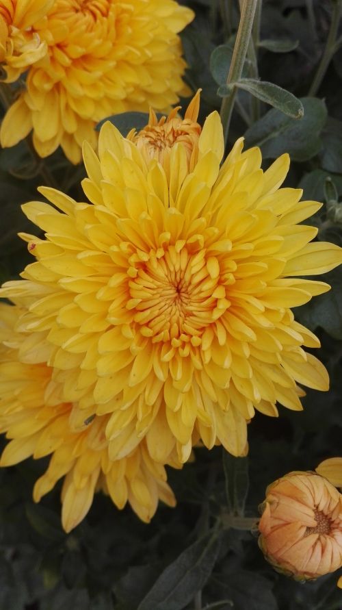 chrysanthemum flowers nature