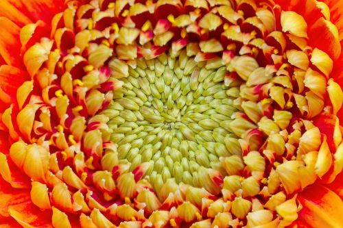 chrysanthemum blossom bloom