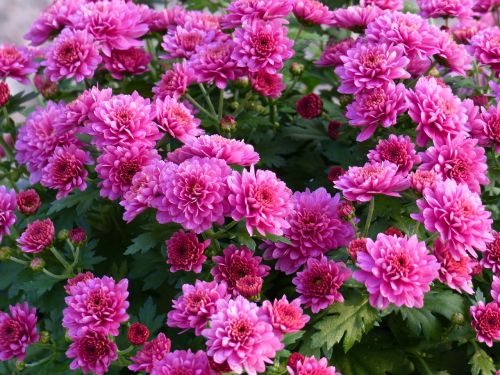 chrysanthemum flowers pink