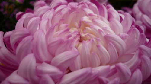 chrysanthemum flower blossom