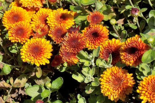 chrysanthemum flower plant