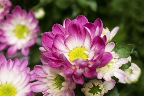 chrysanthemum pink purple natural