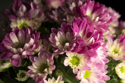 chrysanthemum pink purple natural