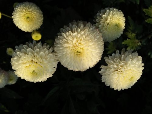 chrysanthemum white dark