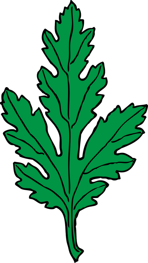 chrysanthemum drug herb