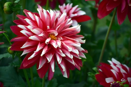 chrysanthemum  flower  red