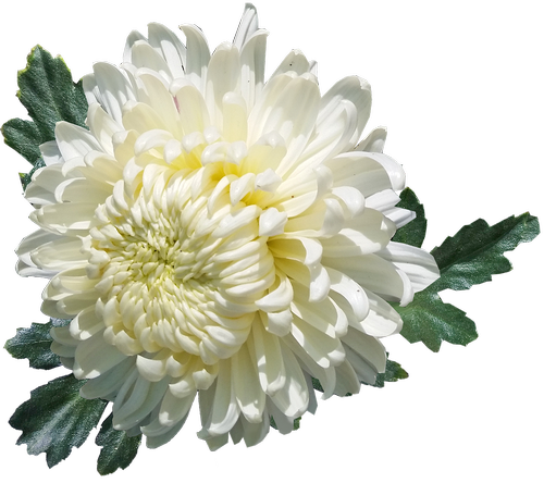 chrysanthemum  white  flower