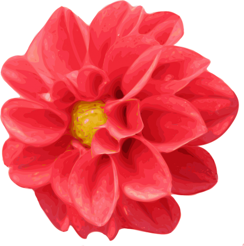 chrysanthemum dahlia red