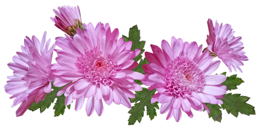 chrysanthemum  flowers  pink