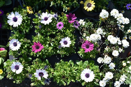 chrysanthemum  kogiku  flowers