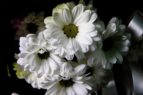 chrysanthemum  bouquet  krupnyj plan