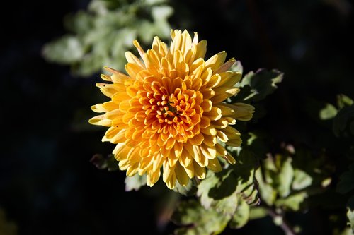 chrysanthemum  flower  flowers