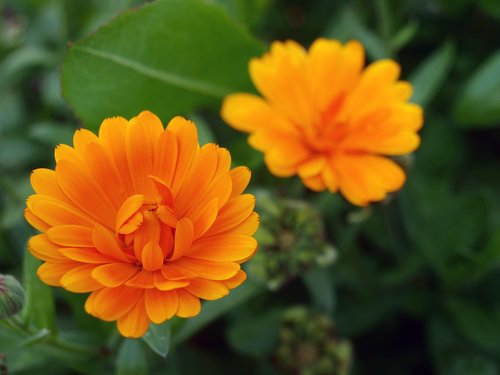 chrysanthemum  wild flowers  orange flower