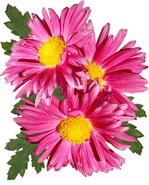 chrysanthemum  pink  flower