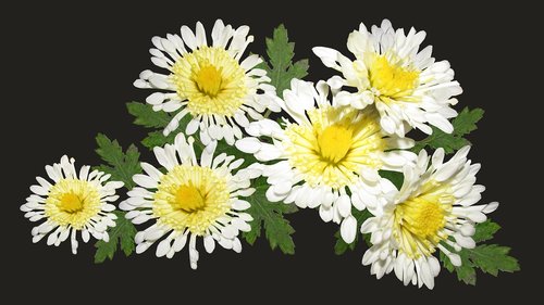 chrysanthemum  arrangement  flowers
