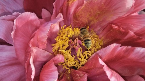 chrysanthemum  pistil  pink flower