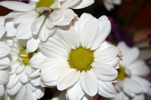chrysanthemum  white  flower
