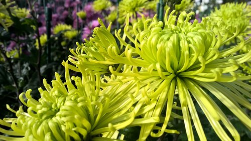 chrysanthemum  green  bloom