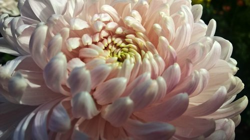 chrysanthemum  pink  macro