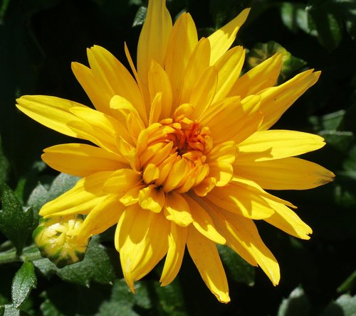 chrysanthemum  blossom  bloom